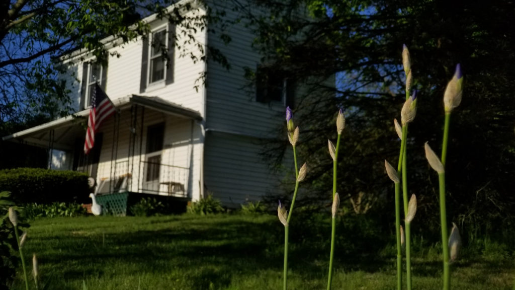 irises in front of historic home in old washington kentucky