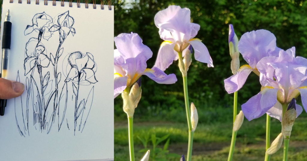 drawing of iris flowers