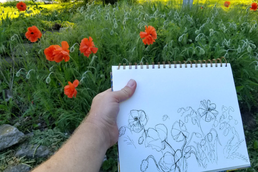 drawing of red poppies